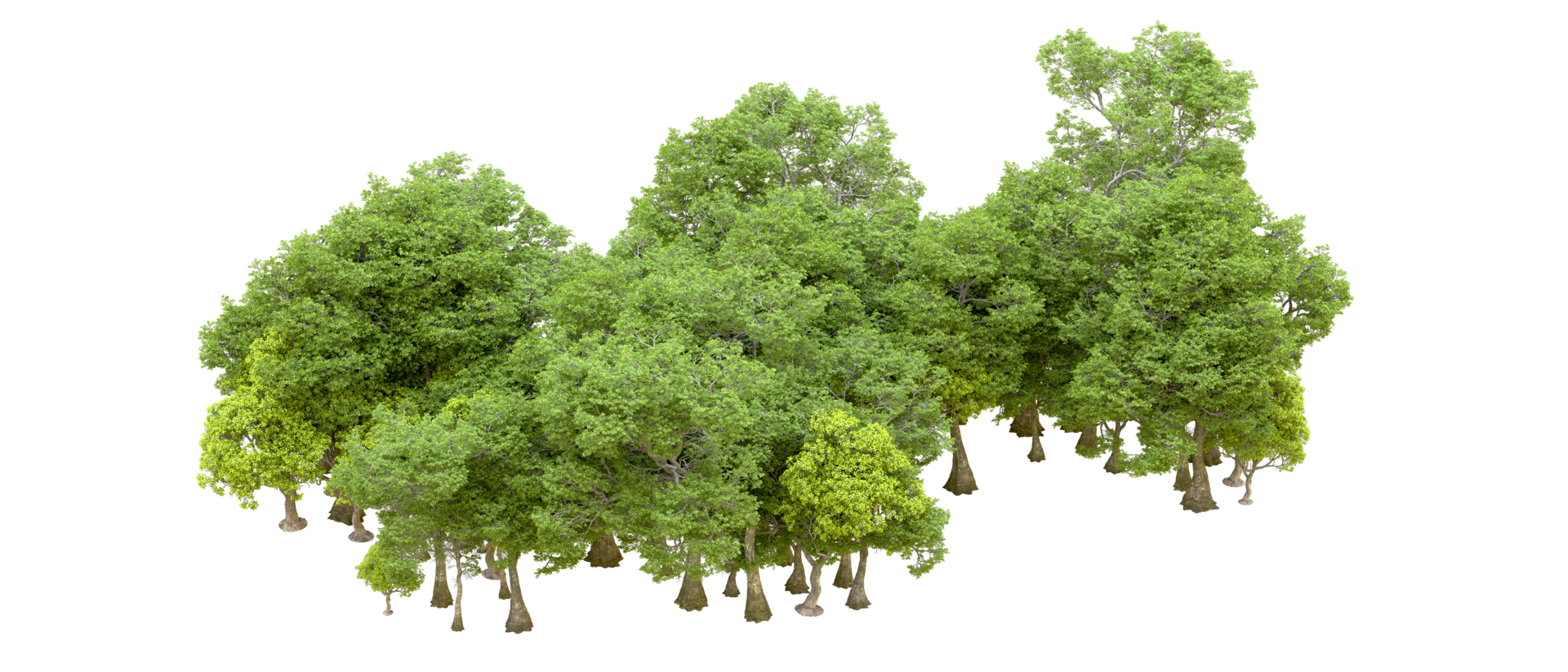 Green forest isolated on background. 3d rendering - illustration png