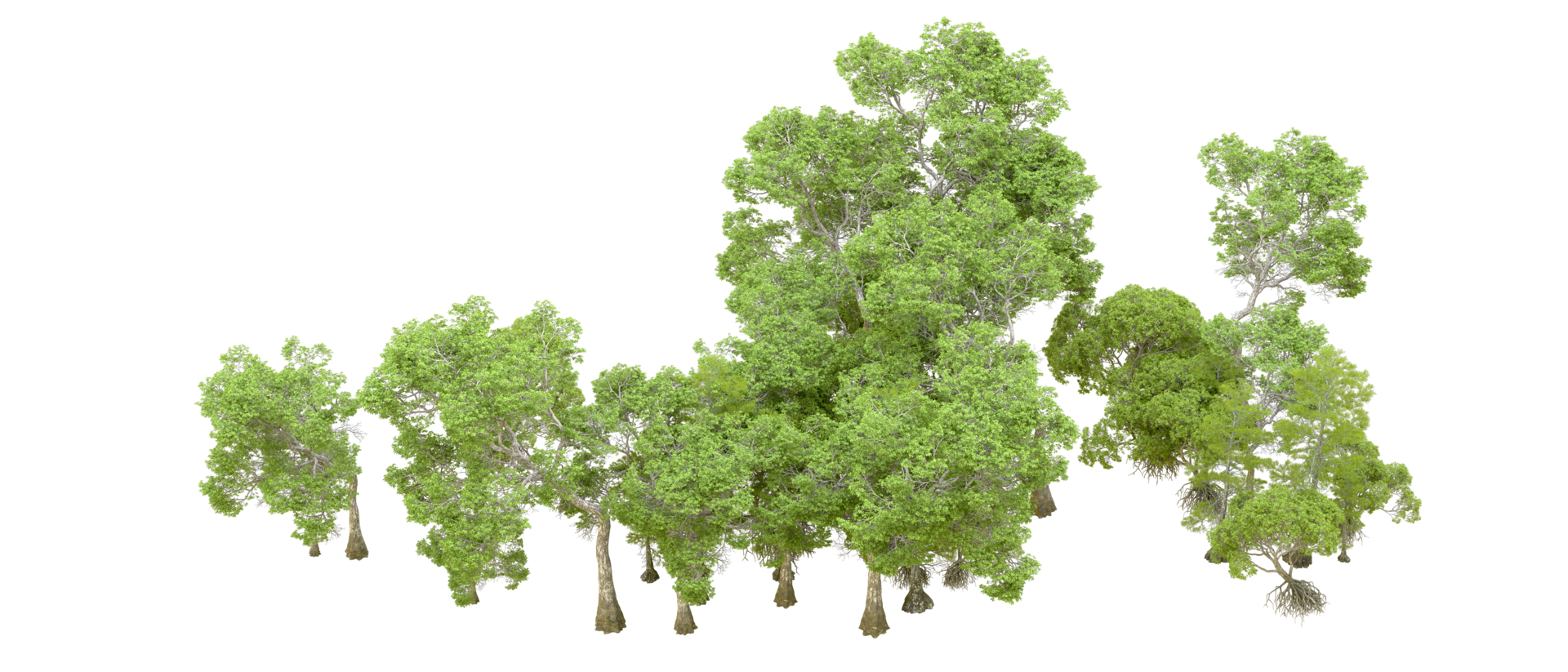 Green forest isolated on background. 3d rendering - illustration png