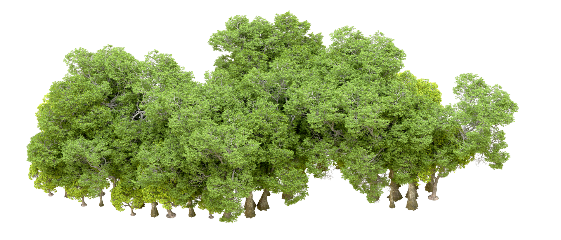 Green forest isolated on background. 3d rendering - illustration png