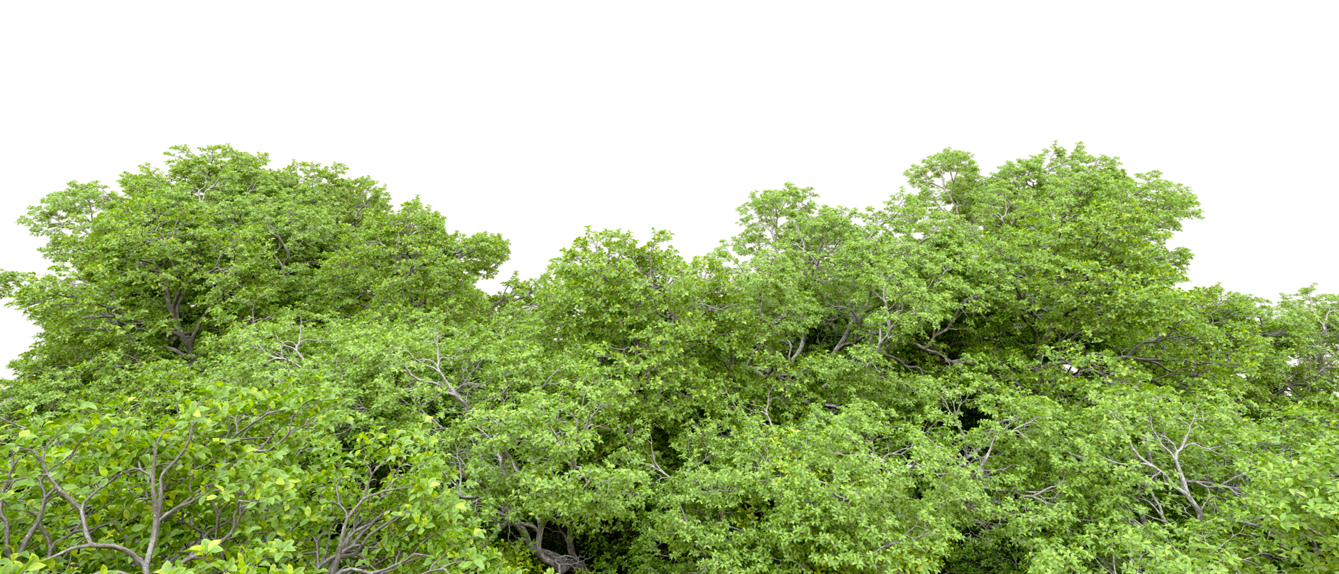 Green forest isolated on background. 3d rendering - illustration png