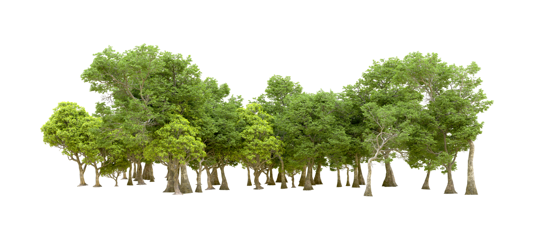 Green forest isolated on background. 3d rendering - illustration png