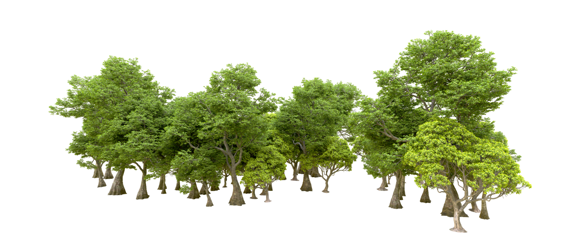 Green forest isolated on background. 3d rendering - illustration png
