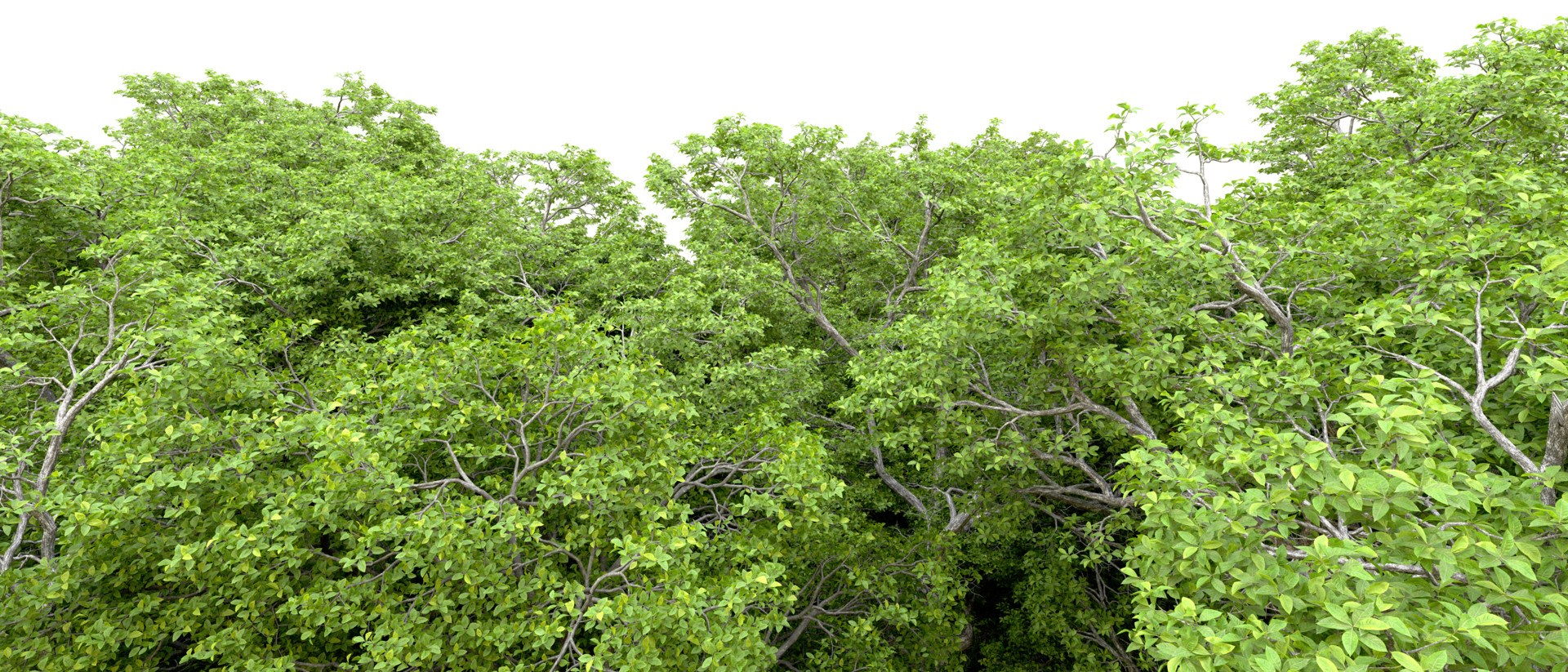 Green forest isolated on background. 3d rendering - illustration png
