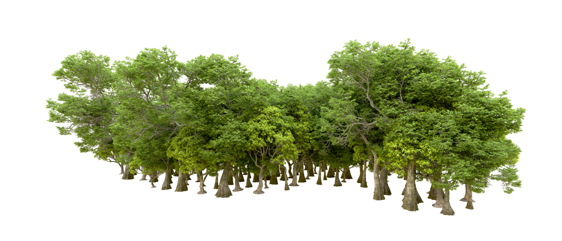 Green forest isolated on background. 3d rendering - illustration png