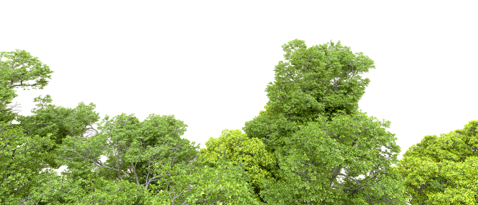 Green forest isolated on background. 3d rendering - illustration png