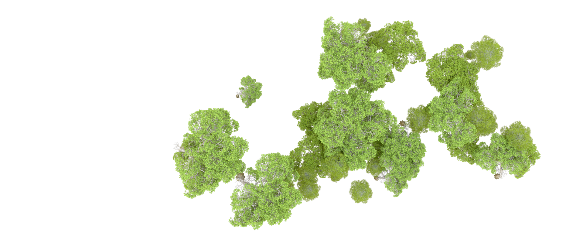 Green forest isolated on background. 3d rendering - illustration png