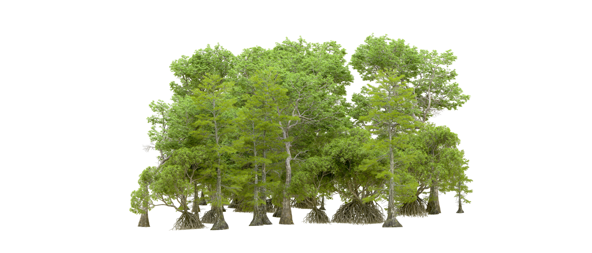 Green forest isolated on background. 3d rendering - illustration png