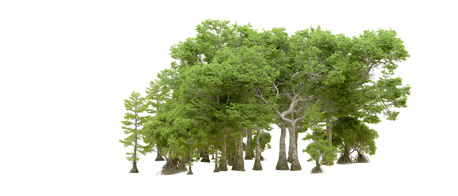 Green forest isolated on background. 3d rendering - illustration png