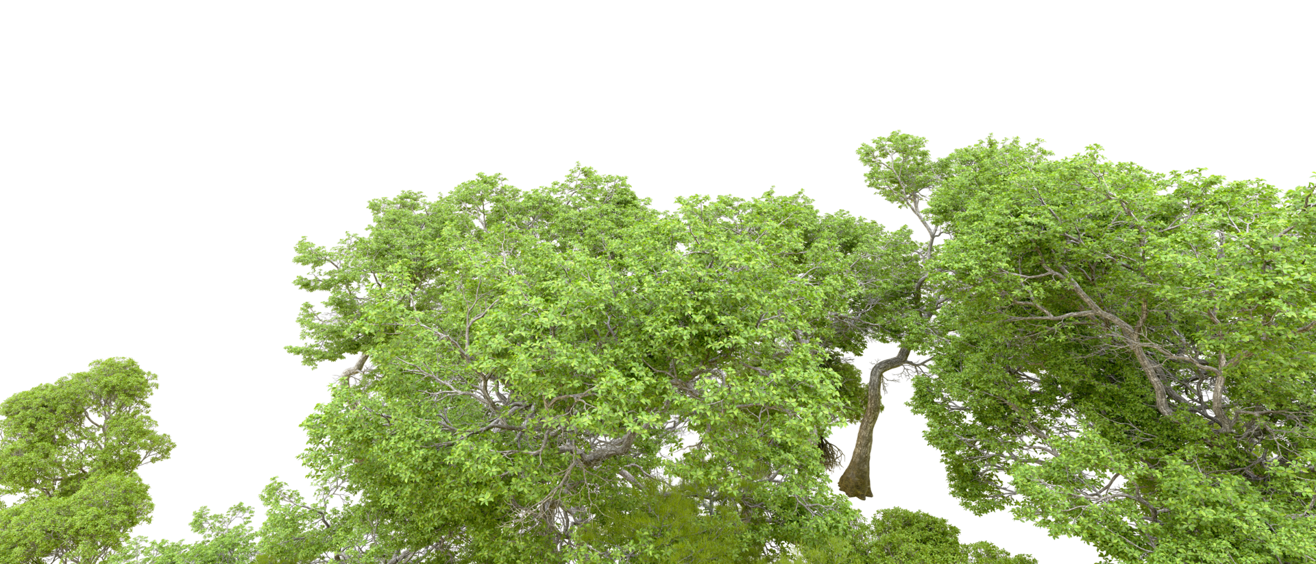Green forest isolated on background. 3d rendering - illustration png