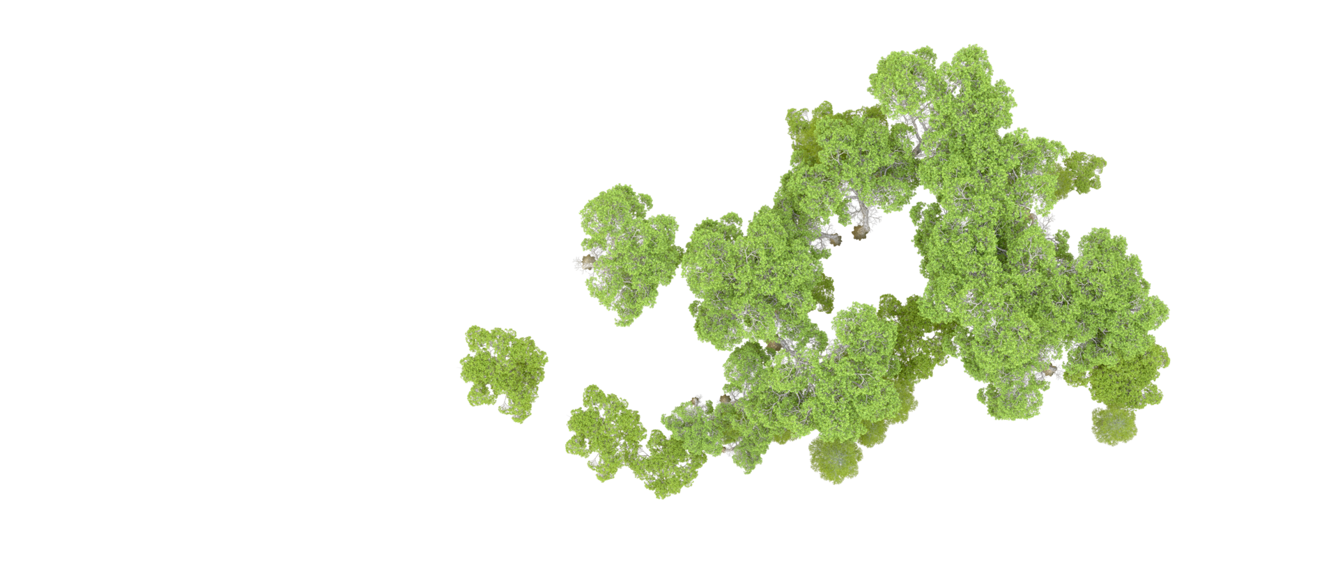 Green forest isolated on background. 3d rendering - illustration png