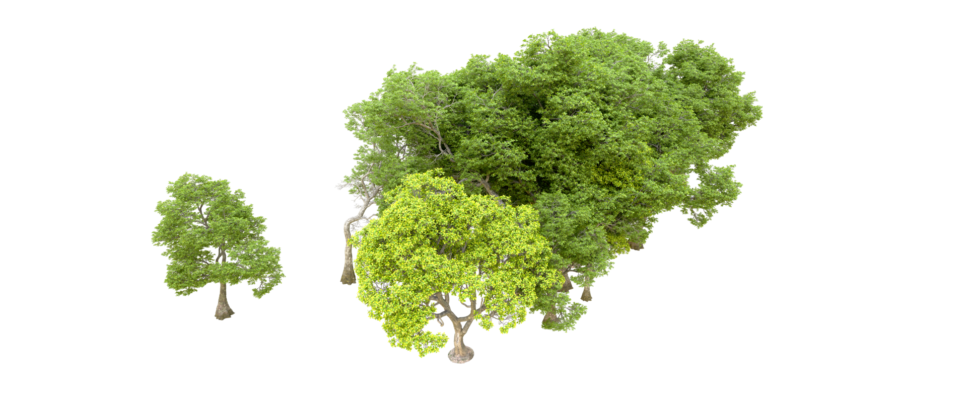 Green forest isolated on background. 3d rendering - illustration png