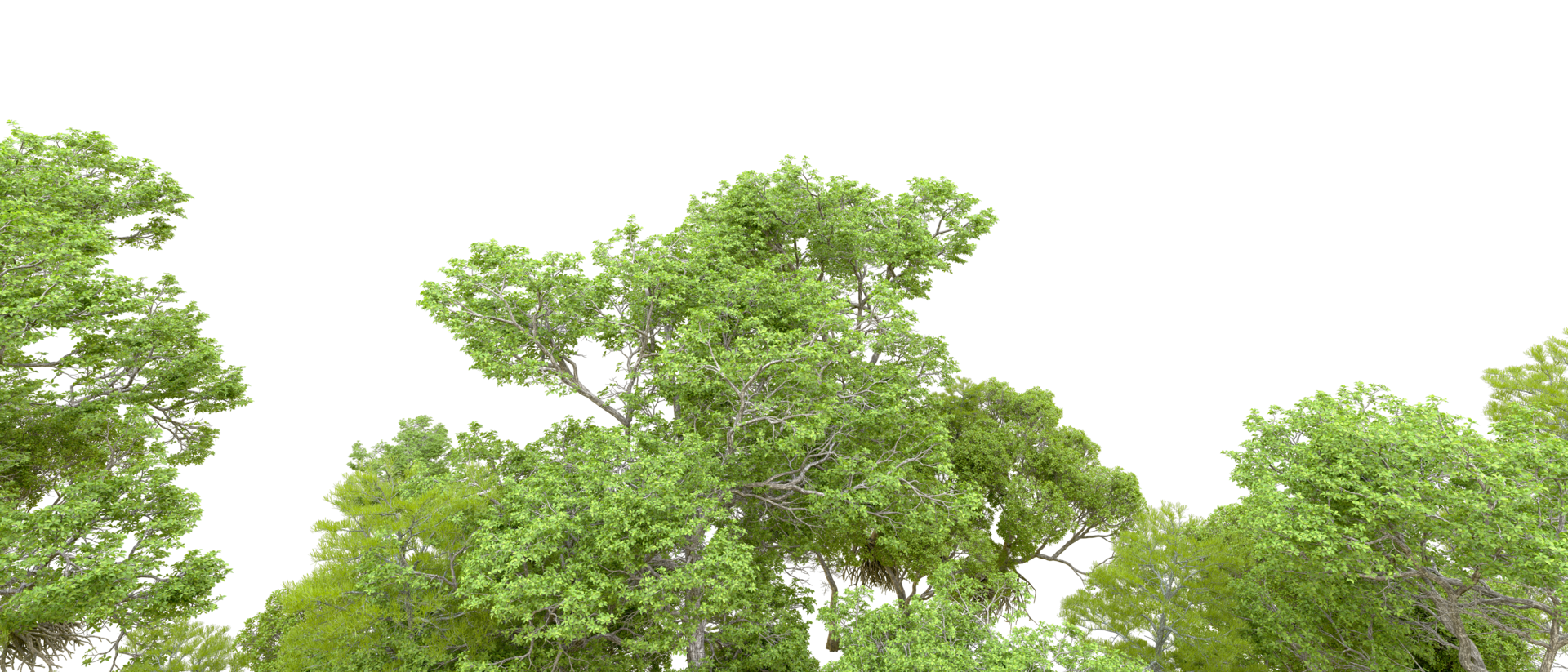Green forest isolated on background. 3d rendering - illustration png