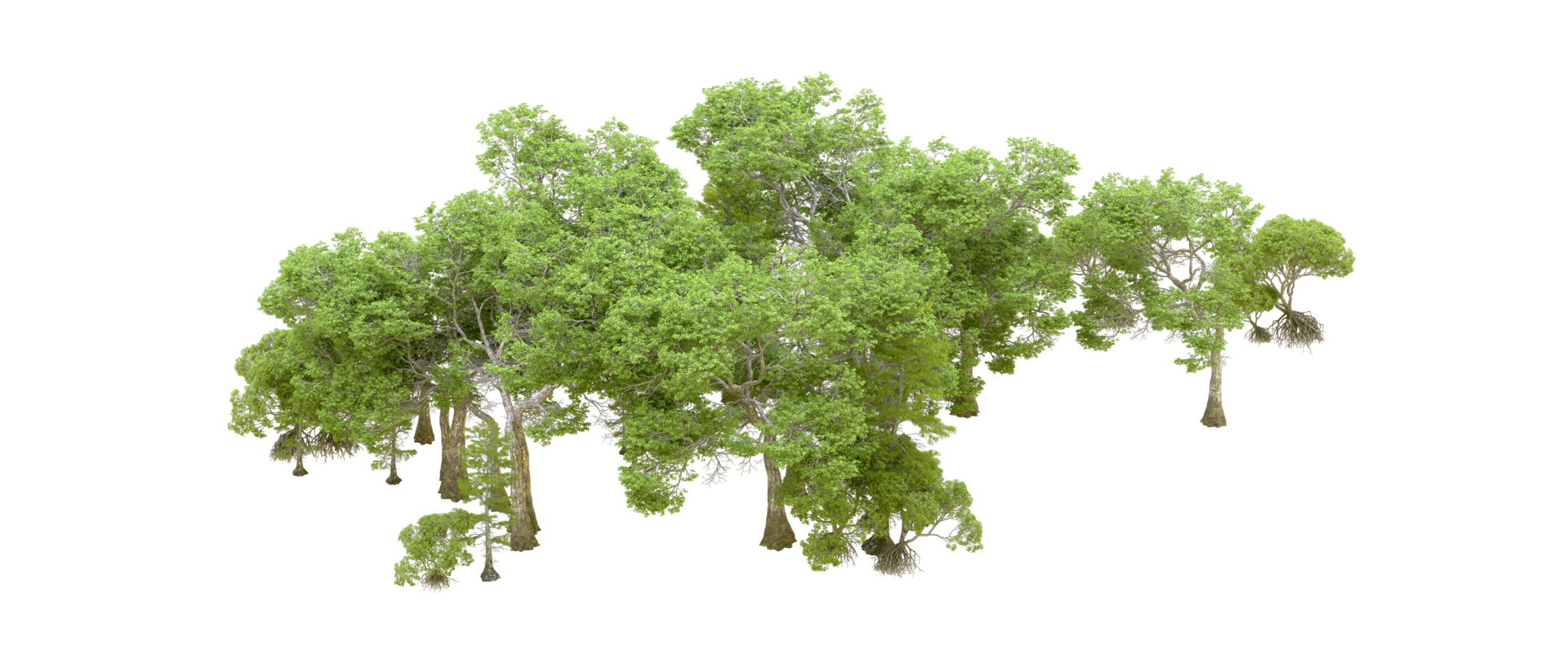 Green forest isolated on background. 3d rendering - illustration png