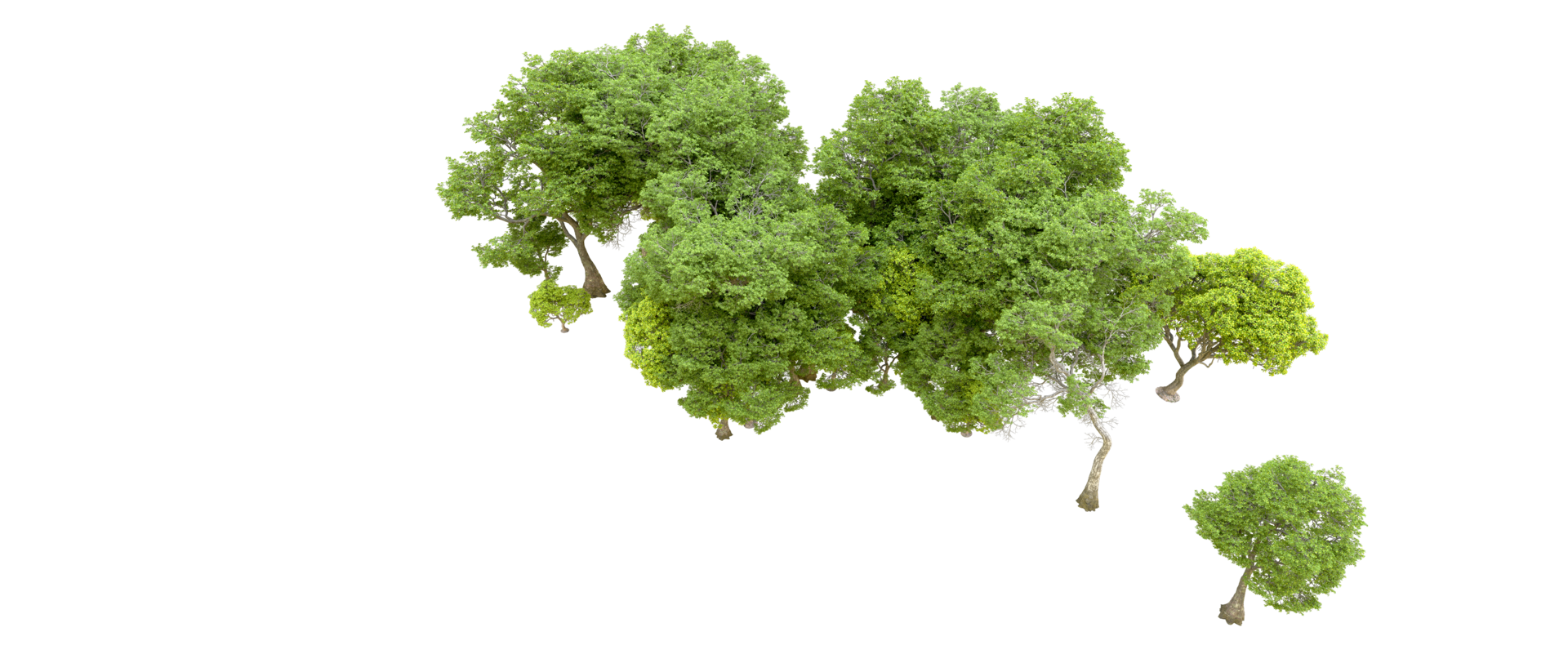 Green forest isolated on background. 3d rendering - illustration png