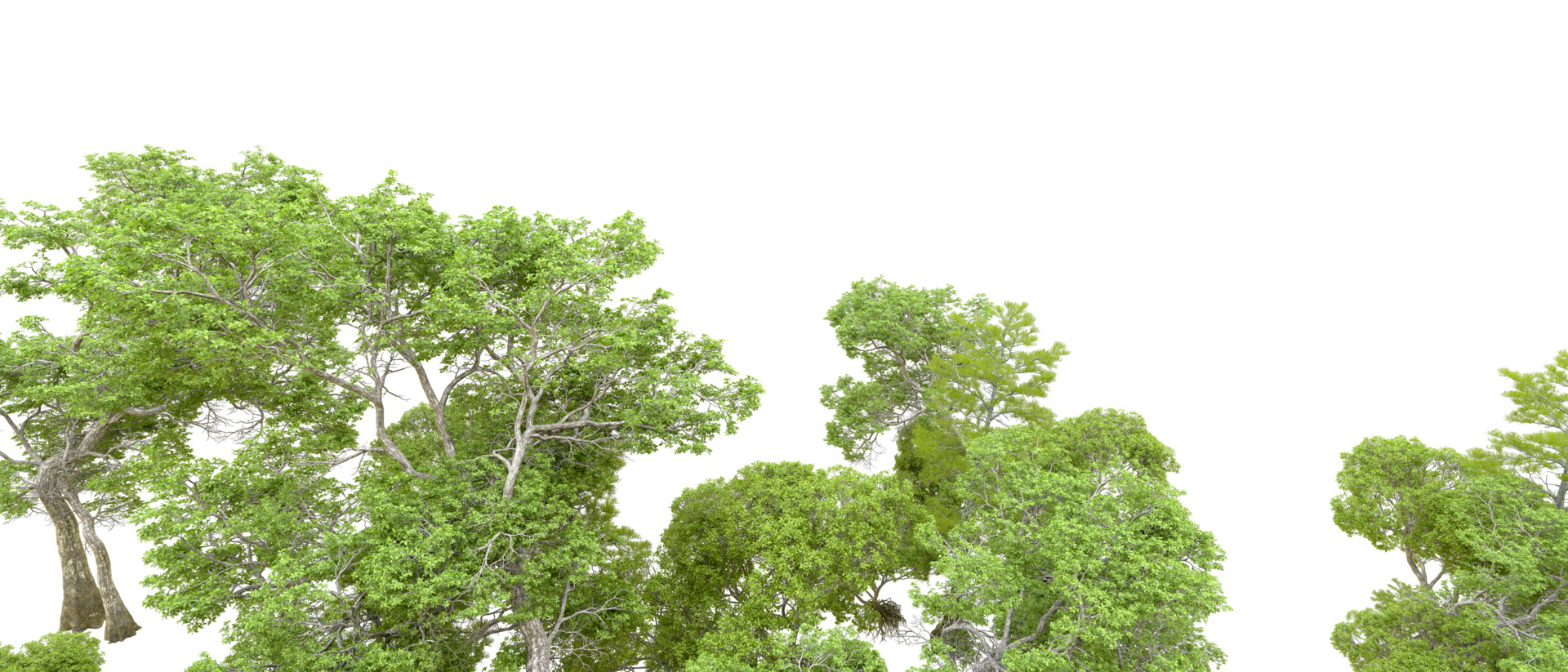 Green forest isolated on background. 3d rendering - illustration png