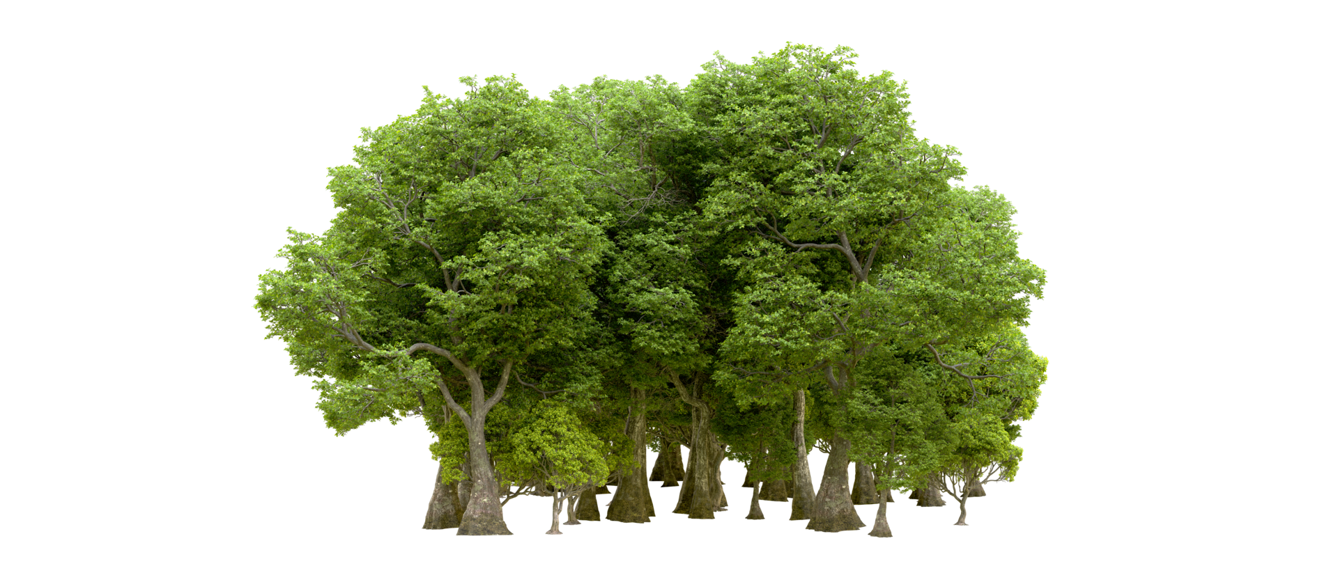 Green forest isolated on background. 3d rendering - illustration png