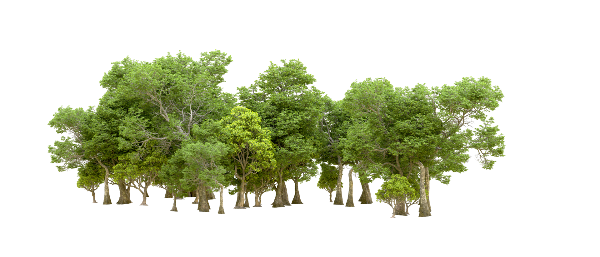 Green forest isolated on background. 3d rendering - illustration png