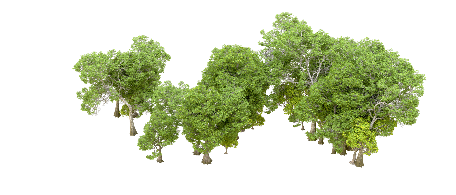 Green forest isolated on background. 3d rendering - illustration png