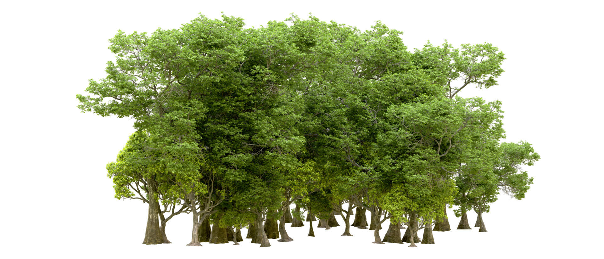 Green forest isolated on background. 3d rendering - illustration png