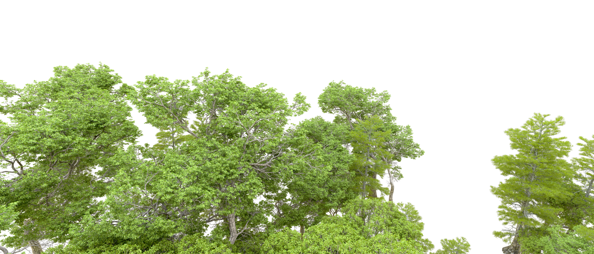 Green forest isolated on background. 3d rendering - illustration png