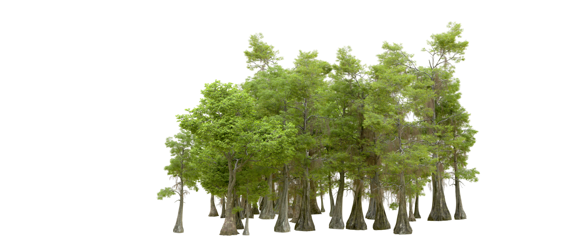 Green forest isolated on background. 3d rendering - illustration png