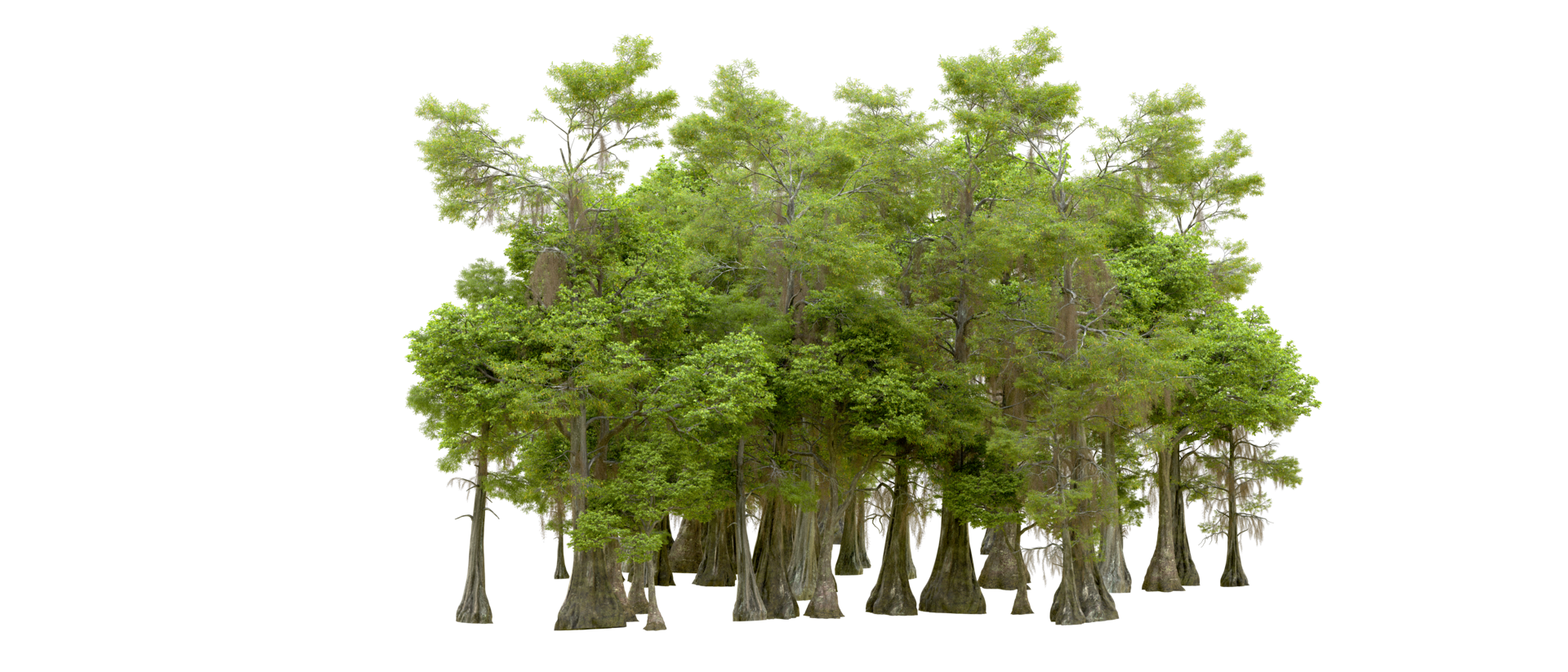 Green forest isolated on background. 3d rendering - illustration png