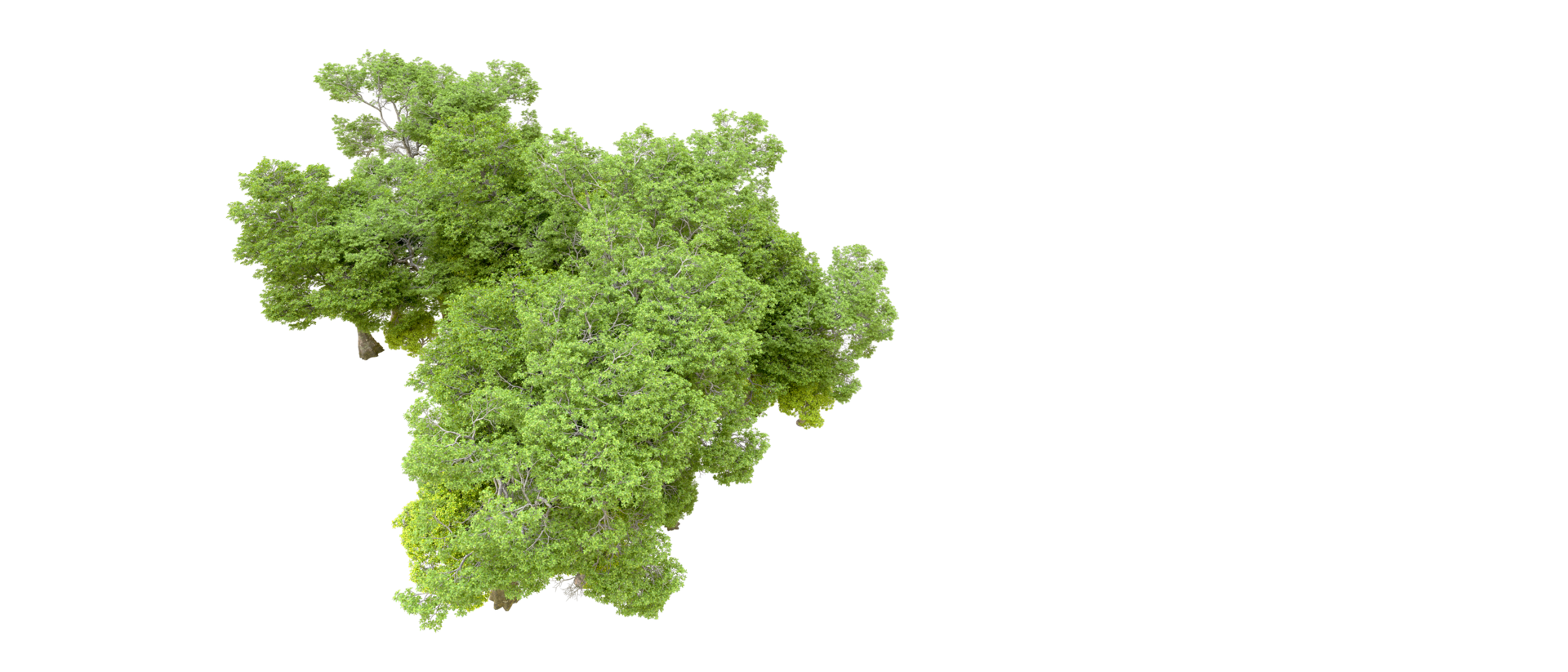 Green forest isolated on background. 3d rendering - illustration png