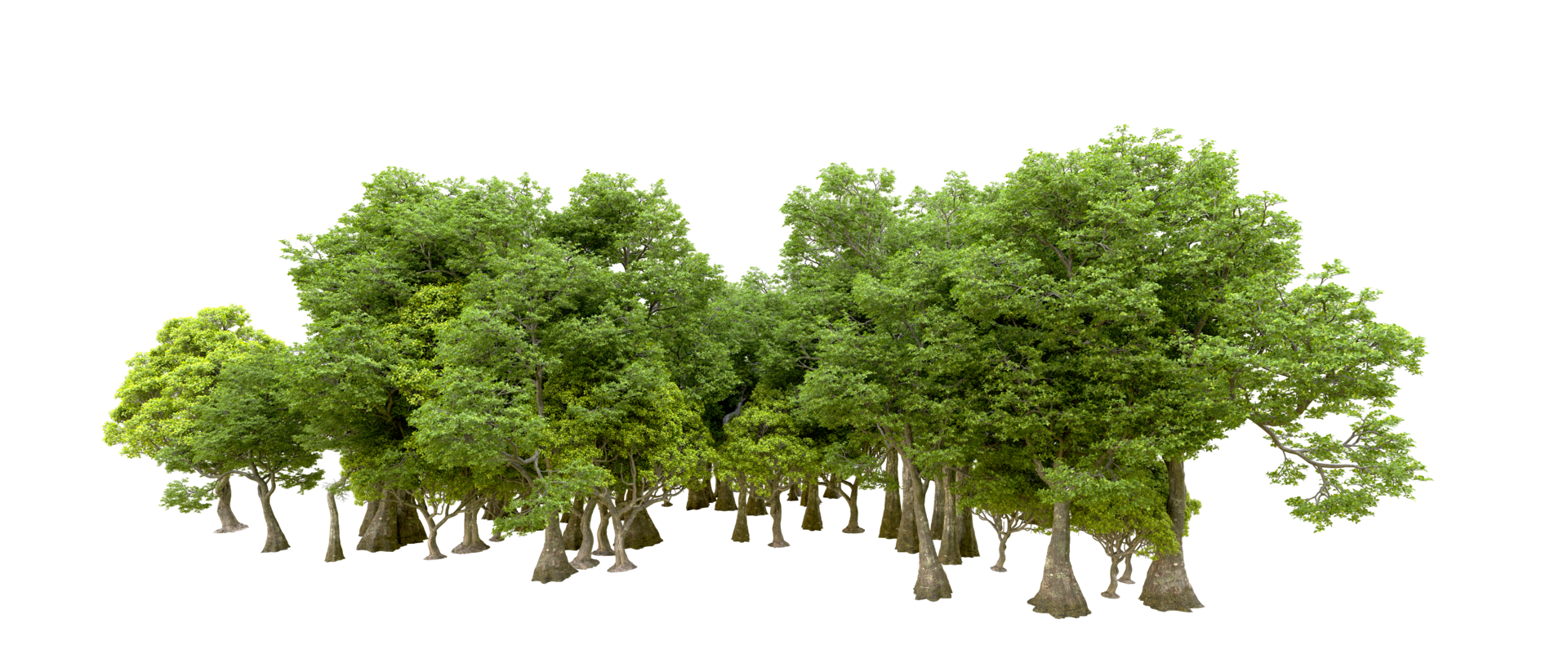 Green forest isolated on background. 3d rendering - illustration png