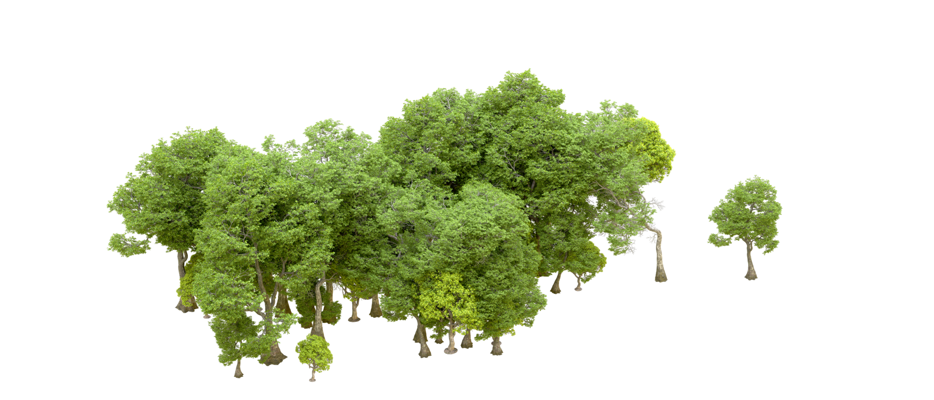 Green forest isolated on background. 3d rendering - illustration png