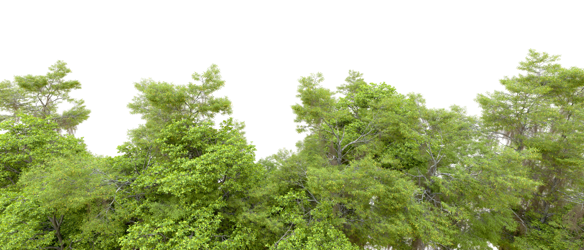 Green forest isolated on background. 3d rendering - illustration png