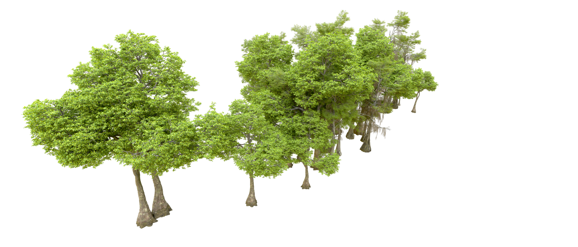 Green forest isolated on background. 3d rendering - illustration png