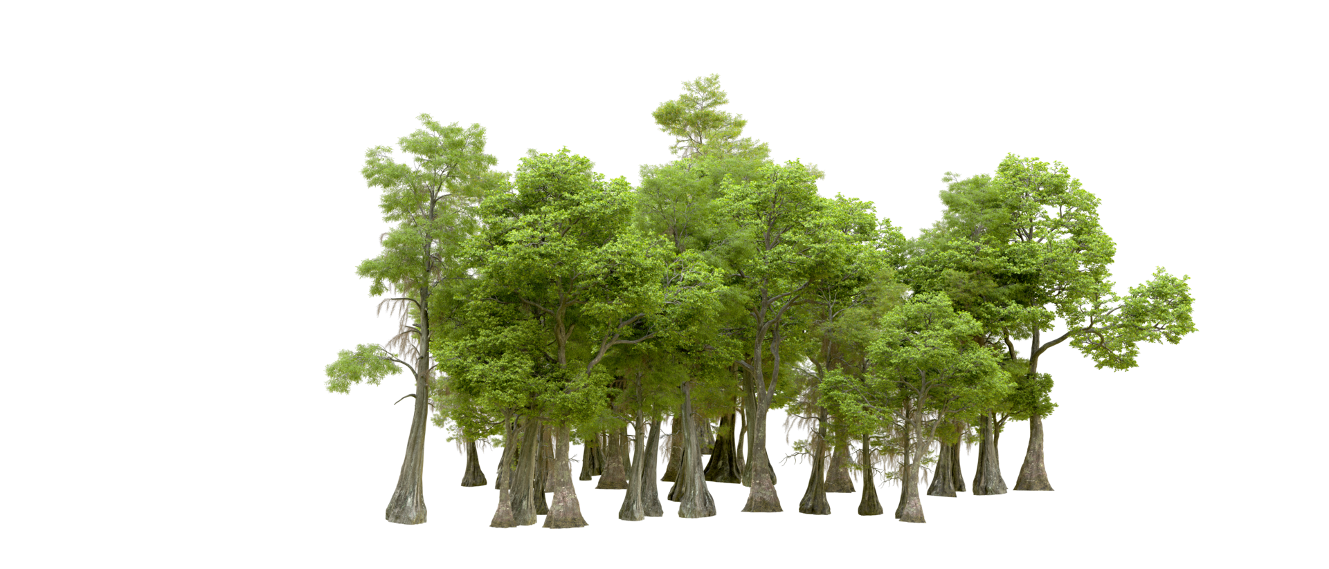 Green forest isolated on background. 3d rendering - illustration png