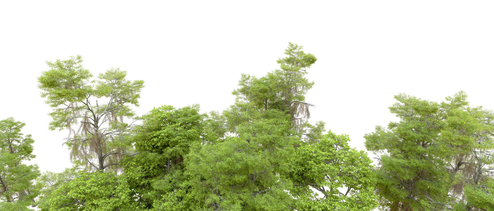 Green forest isolated on background. 3d rendering - illustration png