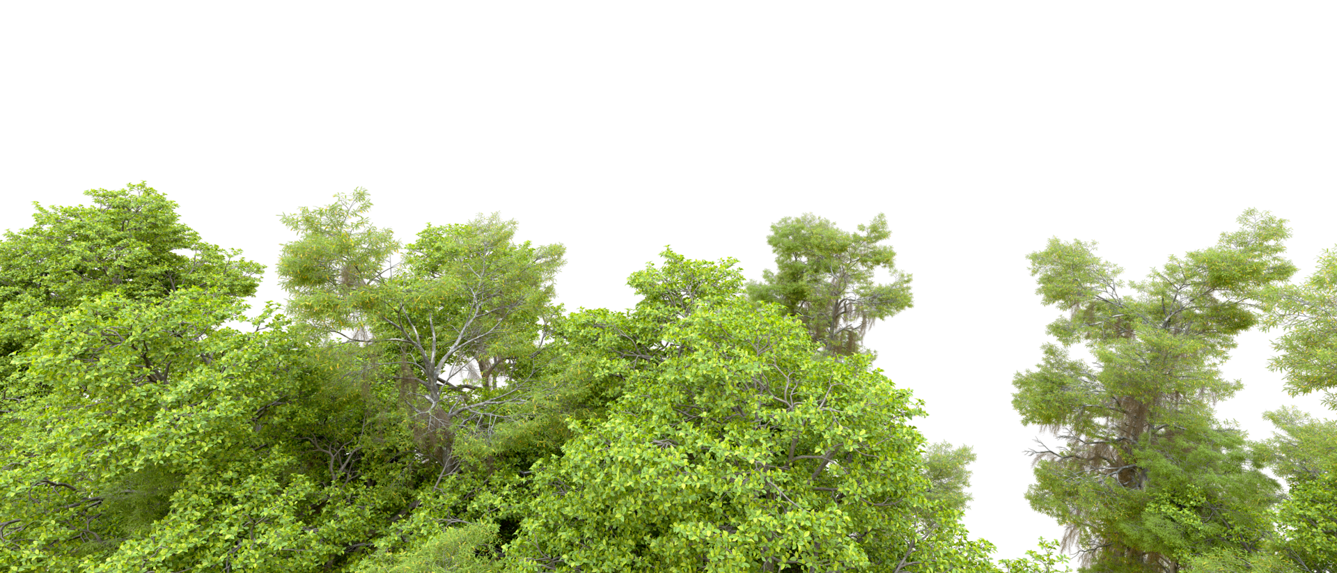 Green forest isolated on background. 3d rendering - illustration png