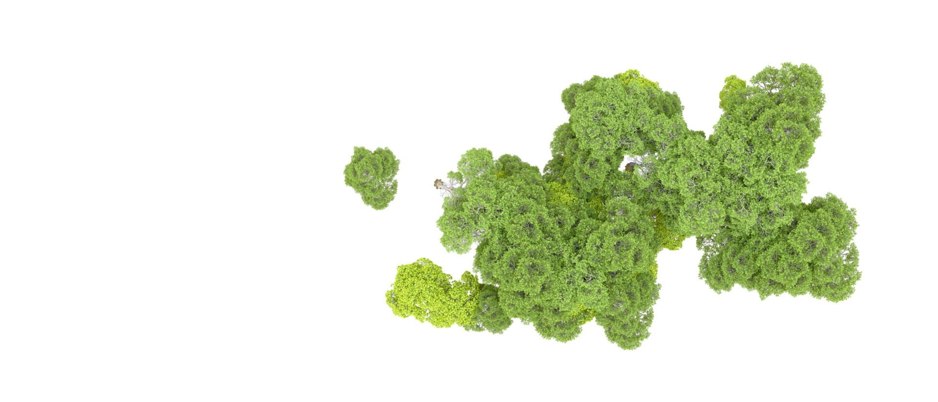 Green forest isolated on background. 3d rendering - illustration png