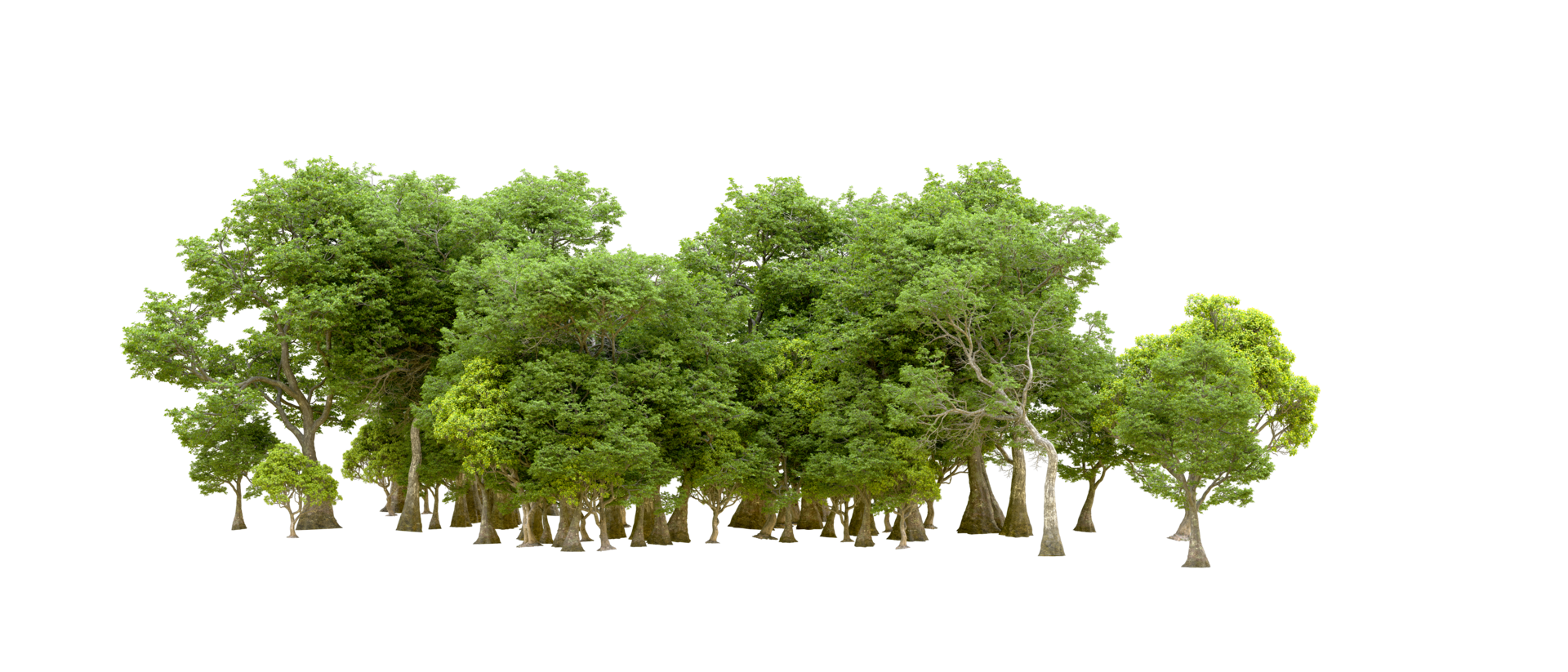 Green forest isolated on background. 3d rendering - illustration png