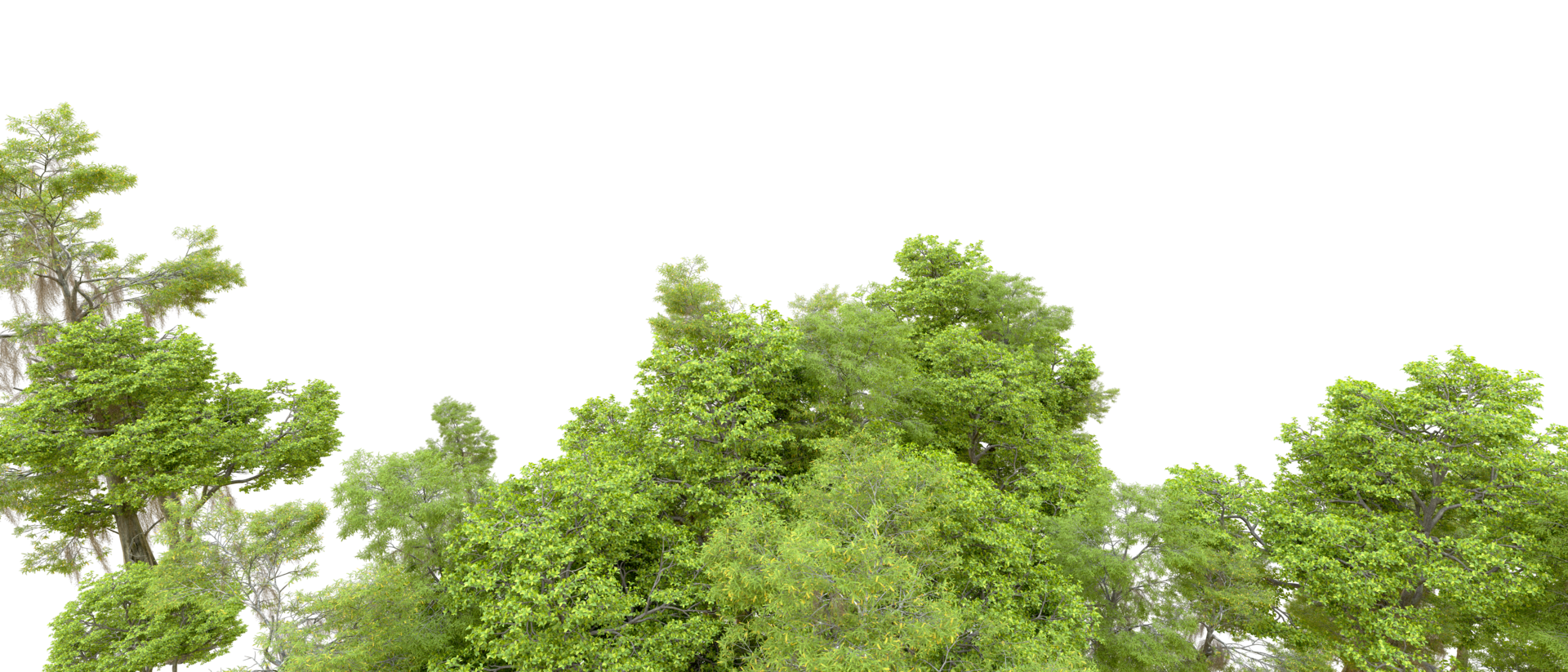 Green forest isolated on background. 3d rendering - illustration png