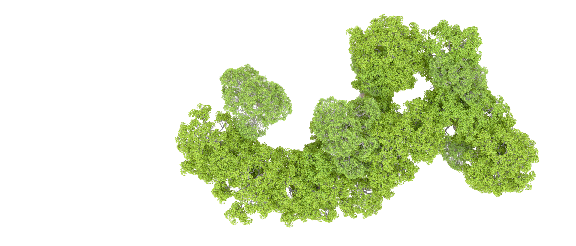 Green forest isolated on background. 3d rendering - illustration png