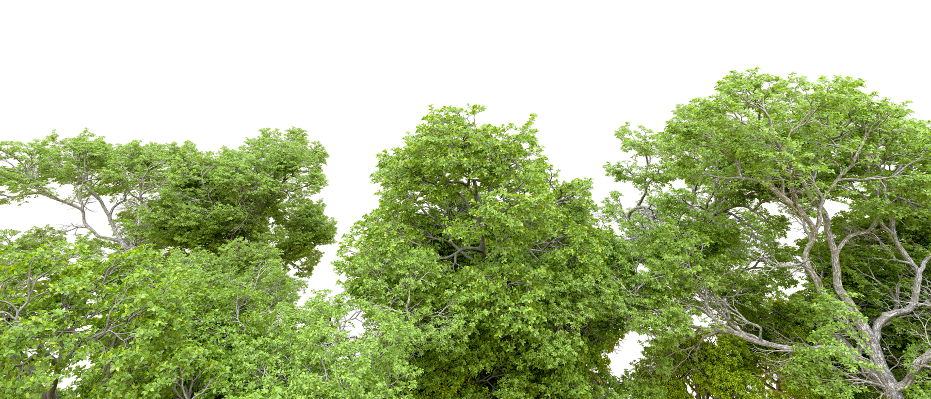 Green forest isolated on background. 3d rendering - illustration png