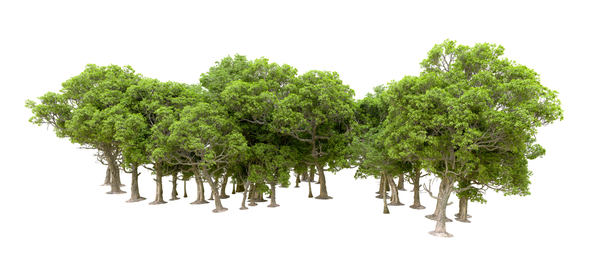 verde floresta isolado em fundo. 3d Renderização - ilustração png