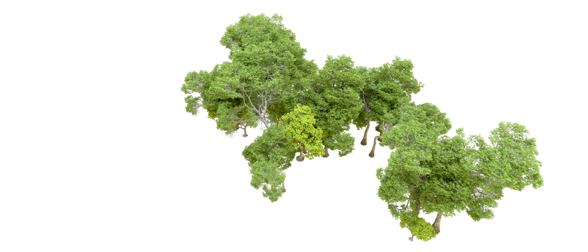 Green forest isolated on background. 3d rendering - illustration png