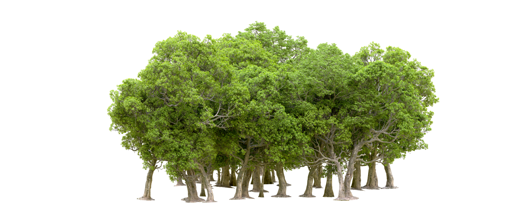 Green forest isolated on background. 3d rendering - illustration png