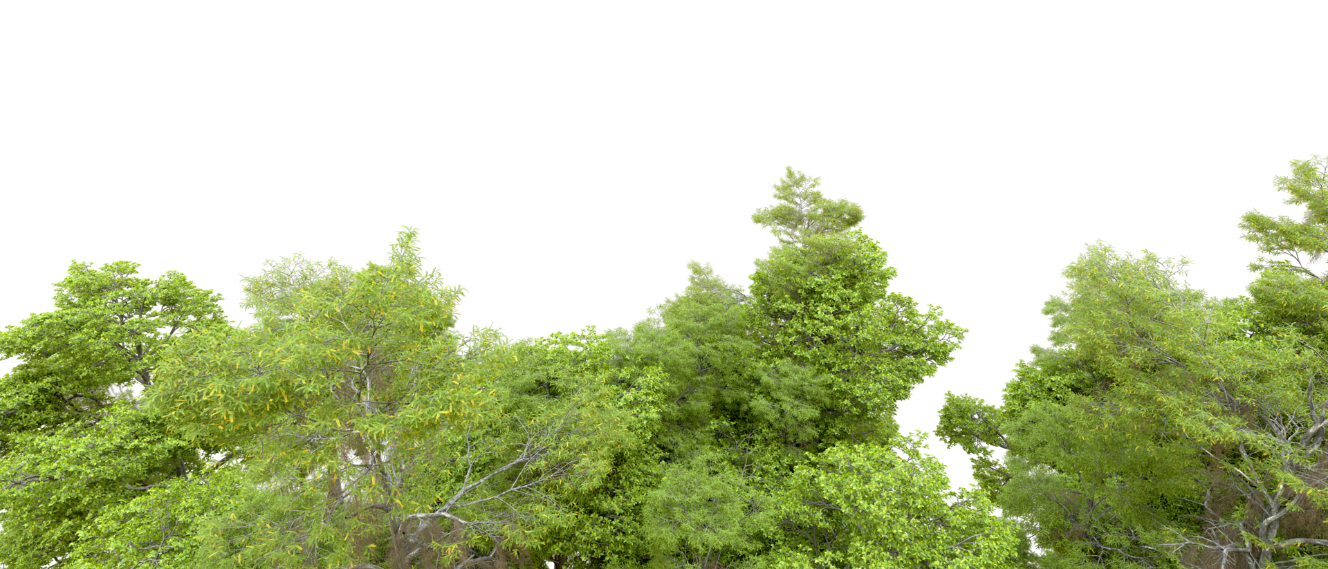 Green forest isolated on background. 3d rendering - illustration png