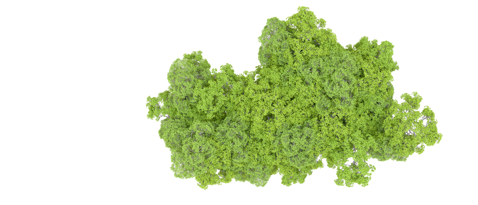 Green forest isolated on background. 3d rendering - illustration png