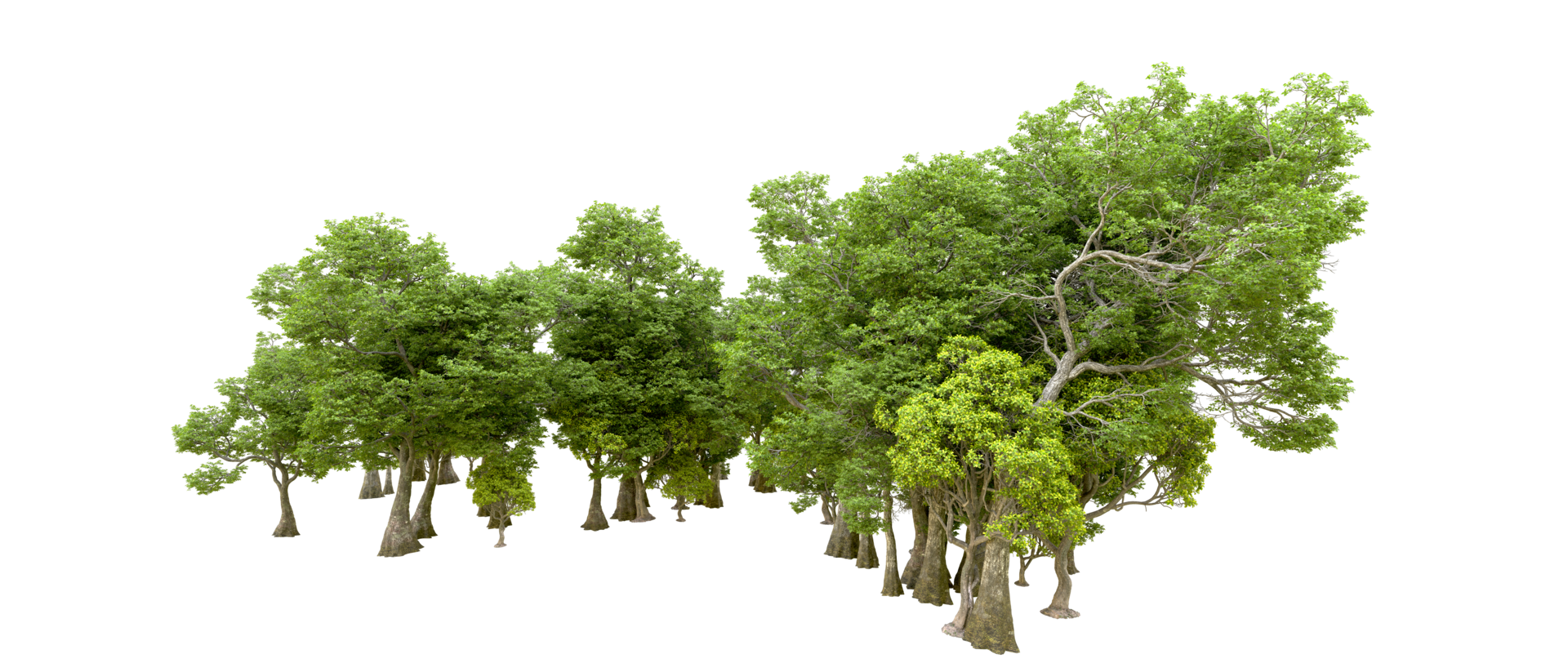 Green forest isolated on background. 3d rendering - illustration png