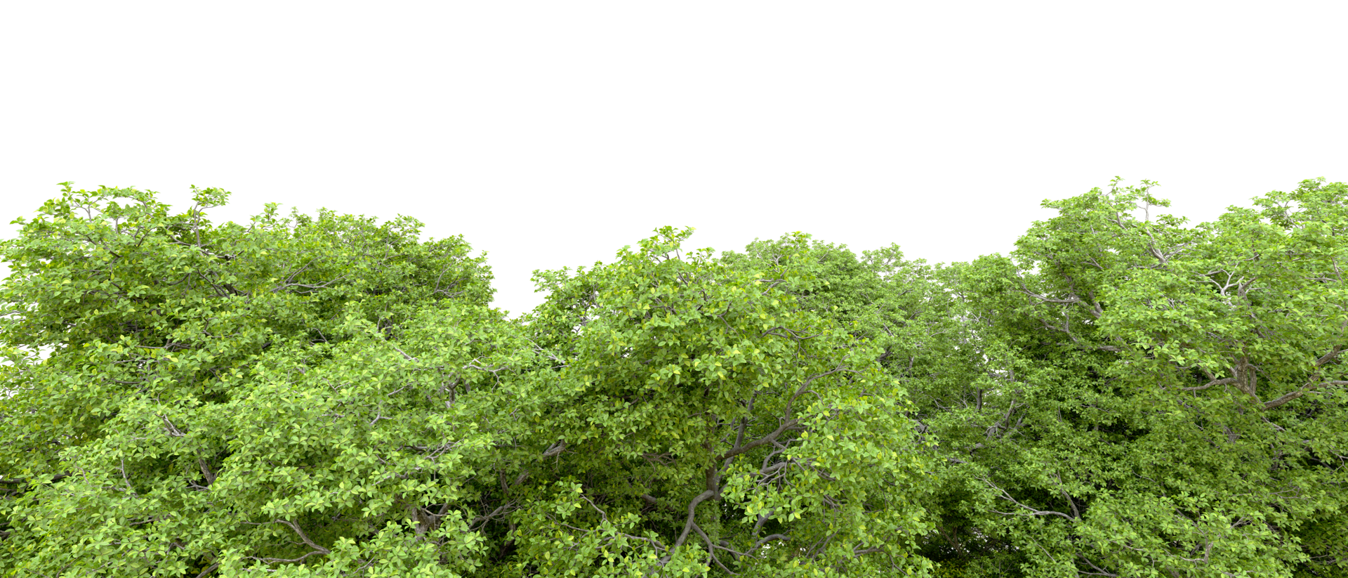 Green forest isolated on background. 3d rendering - illustration png
