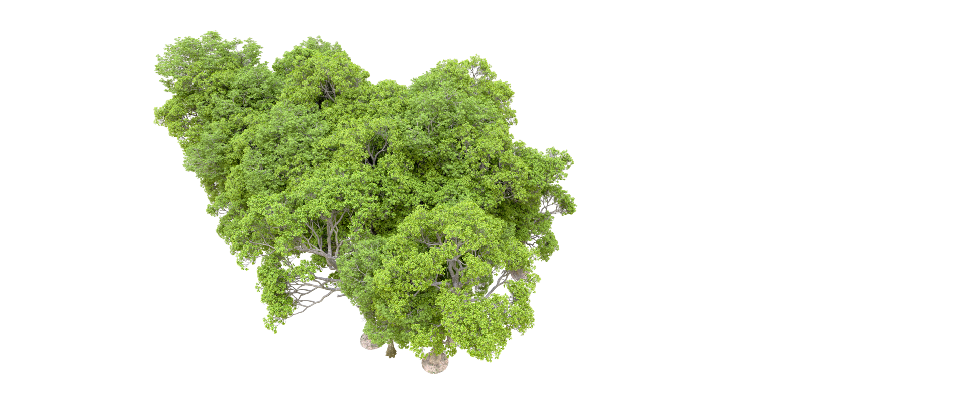 Green forest isolated on background. 3d rendering - illustration png