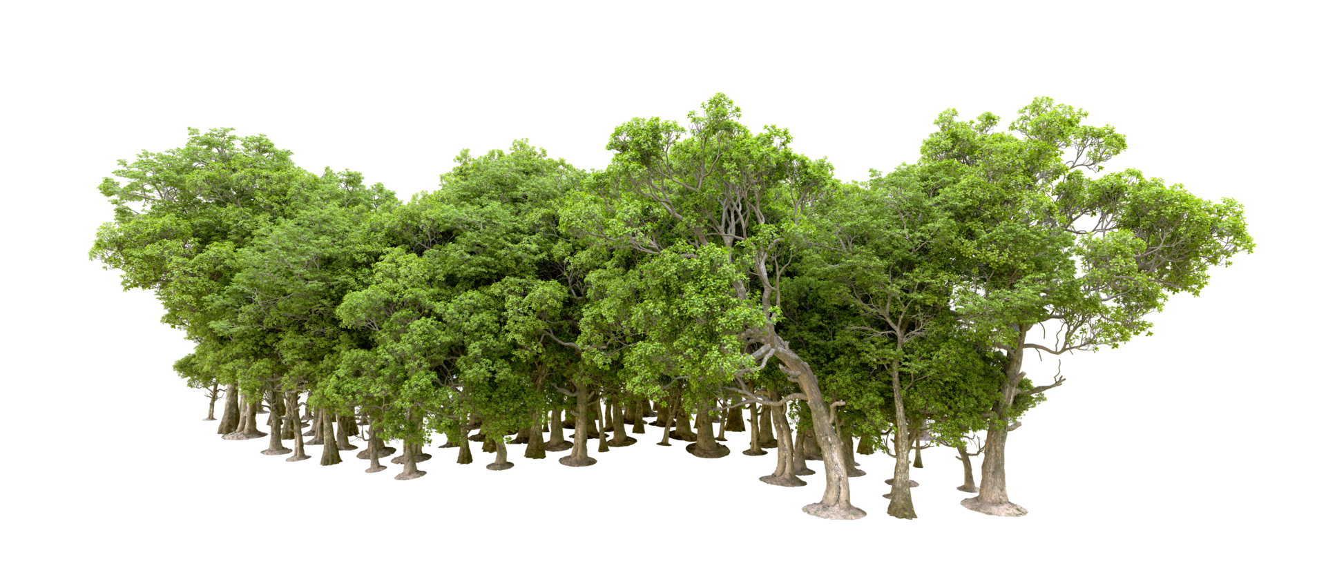 Green forest isolated on background. 3d rendering - illustration png