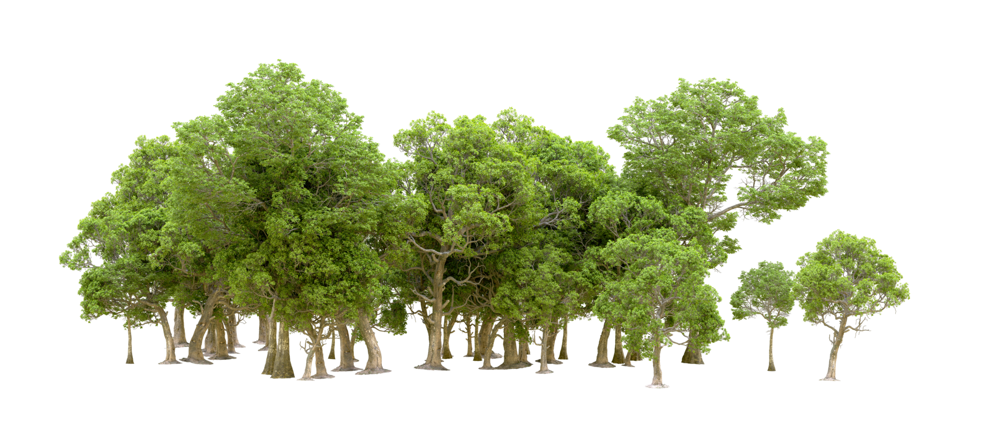 Green forest isolated on background. 3d rendering - illustration png