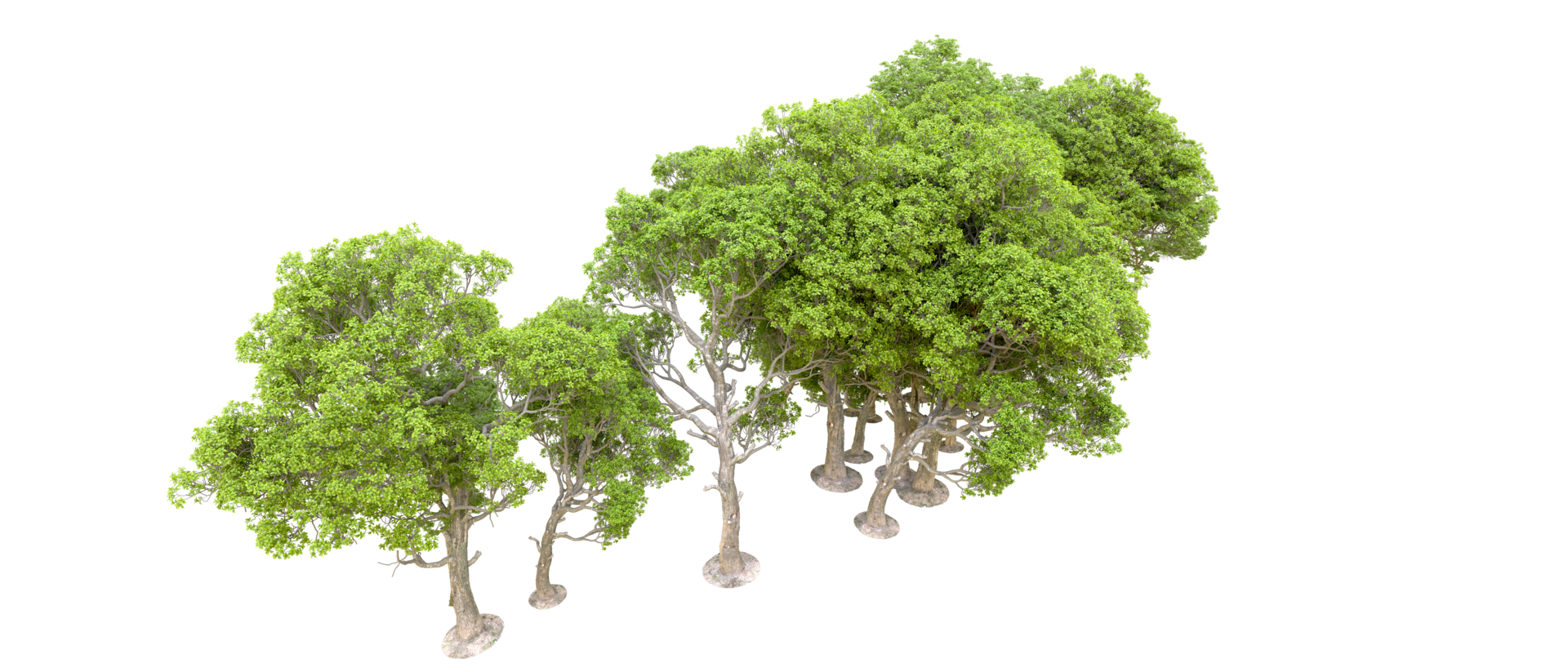 Green forest isolated on background. 3d rendering - illustration png